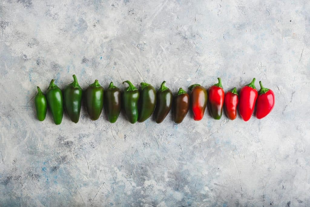 a row of several jalapeños making up a color gradient from green to red