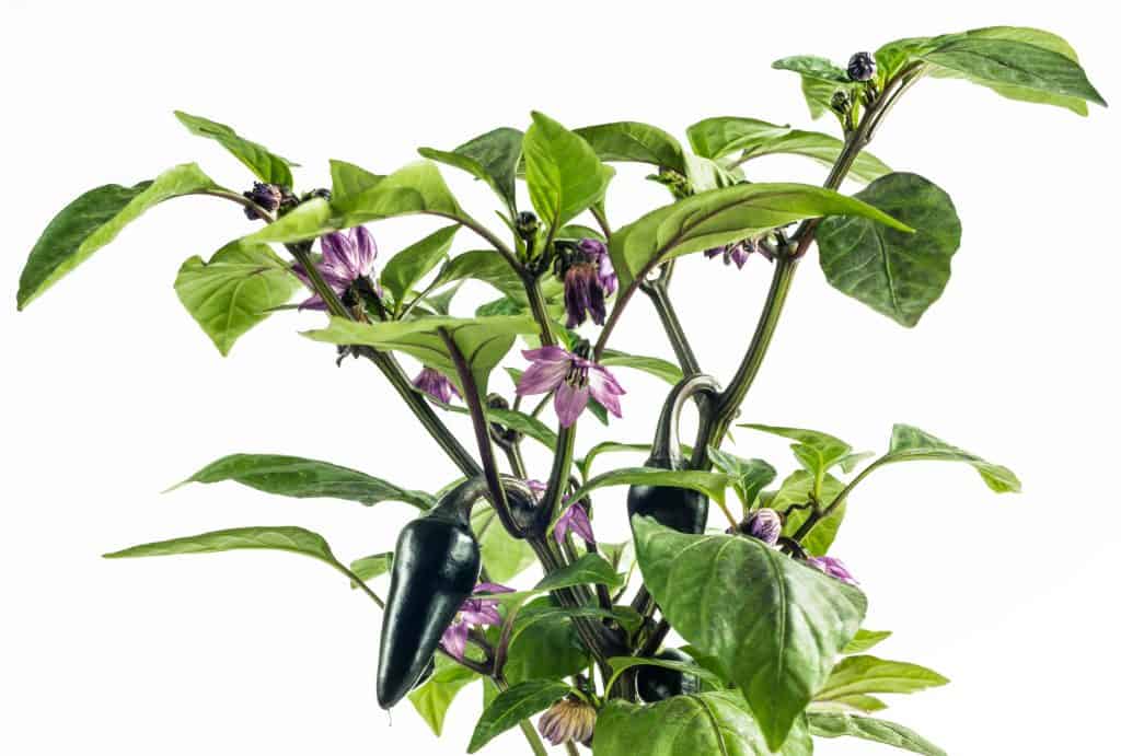 a small bush abundant with purple jalapeño peppers