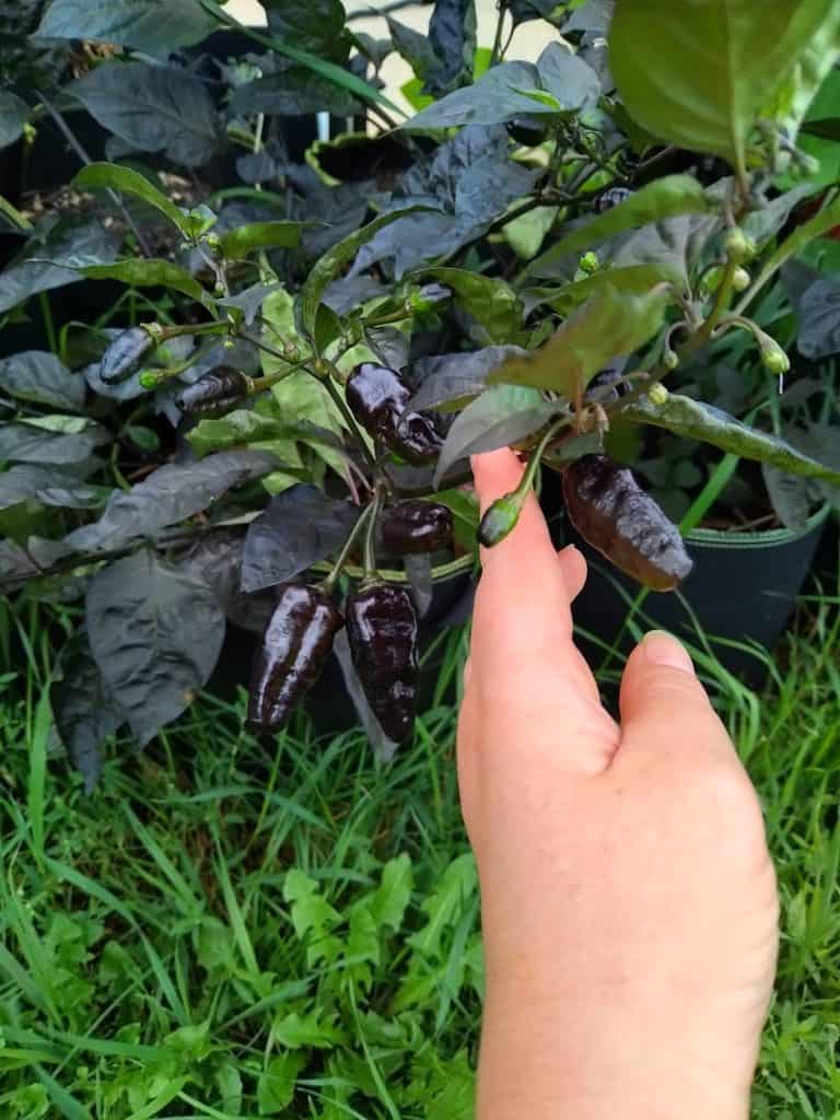 my hand reaching to show a purple puma pepper