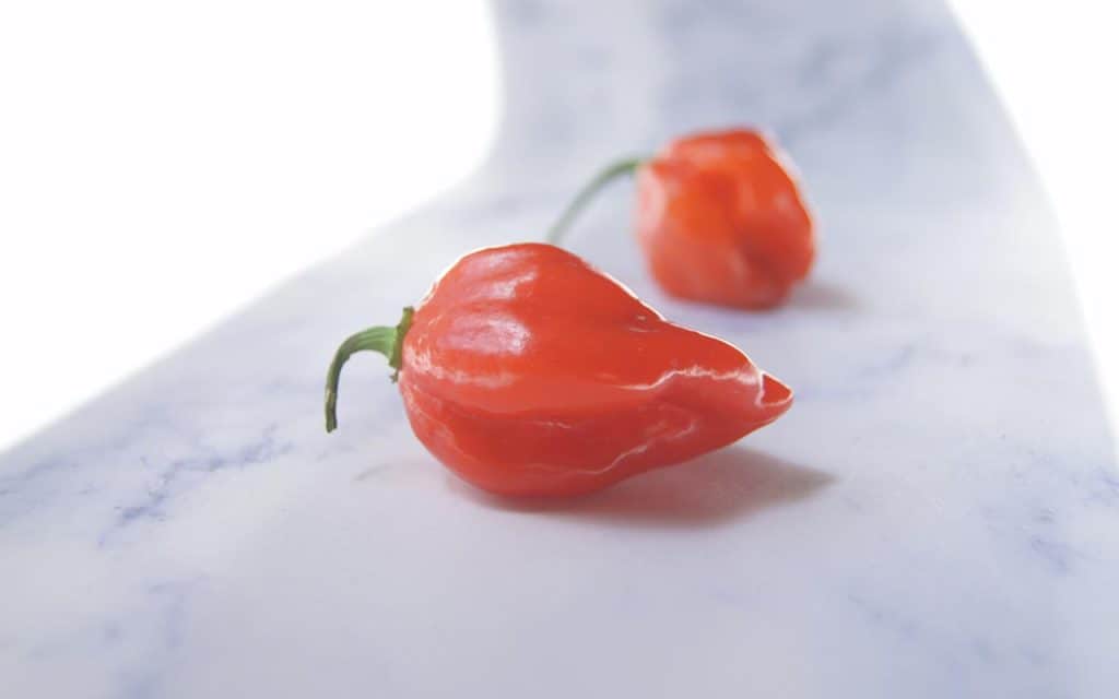 two orange habanero peppers on marble background.