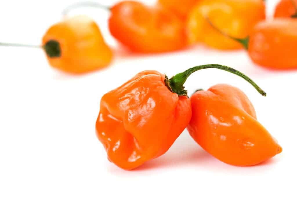 orange habaneros on a white background