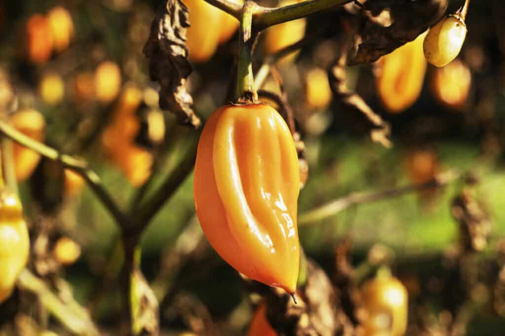 habanero plant