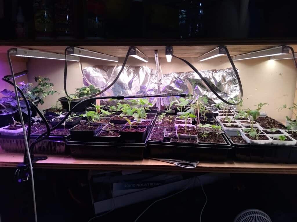 seedling setup