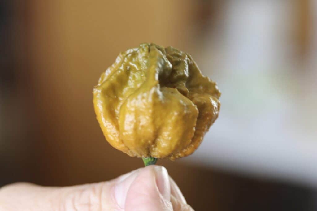 fingers holding a small, gnarled brownish-yellowish pepper
