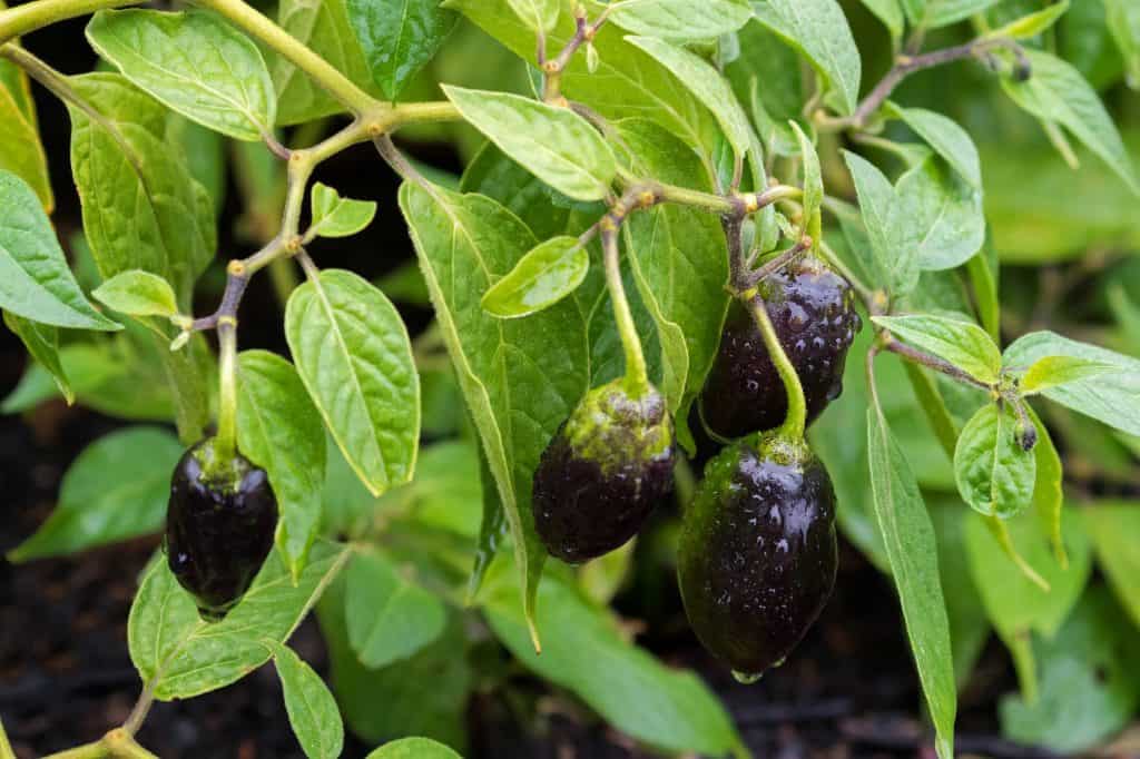 purple jalapenos growing on the plant.