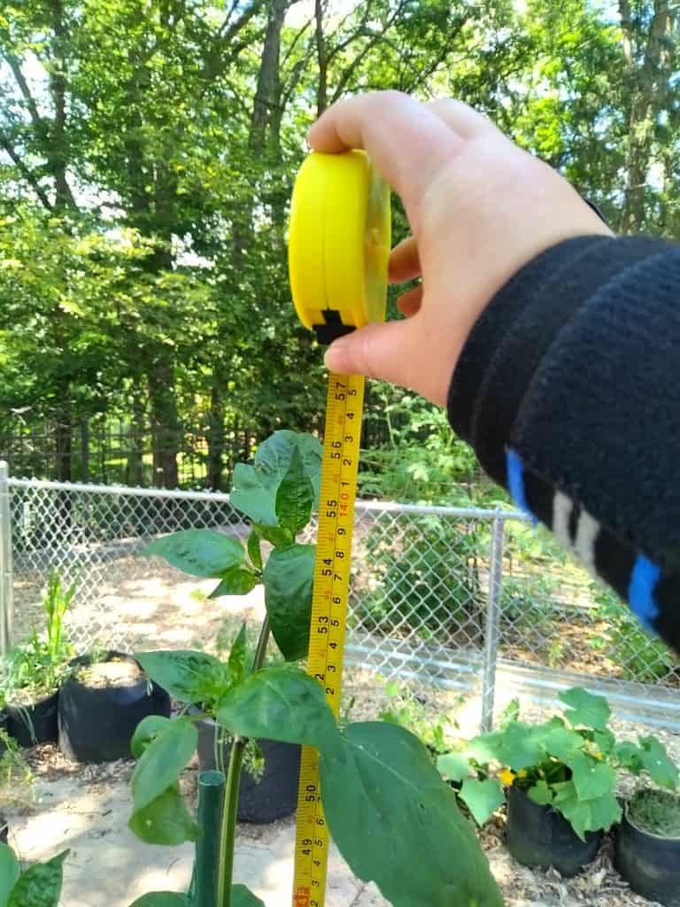 measuring tape at the top of a pepper plant showing that it's 56" tall.