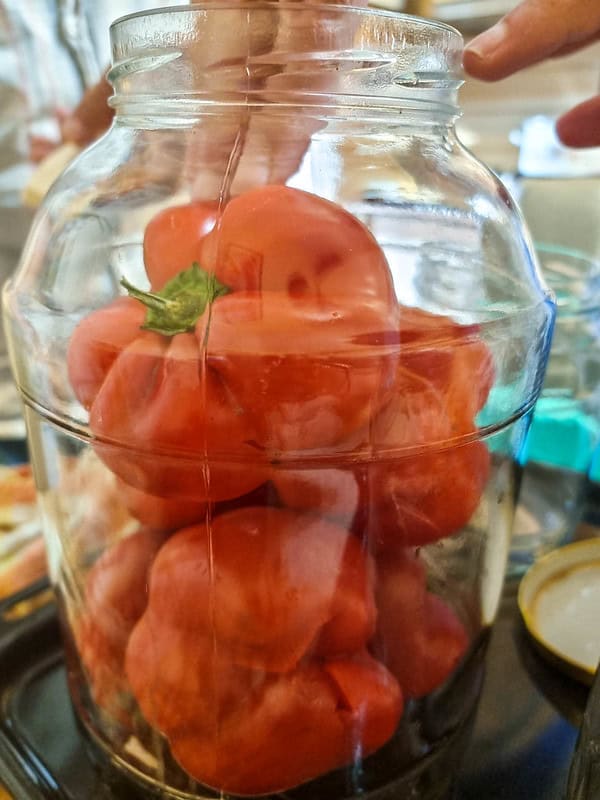 romanian peppers being put in a large jar.