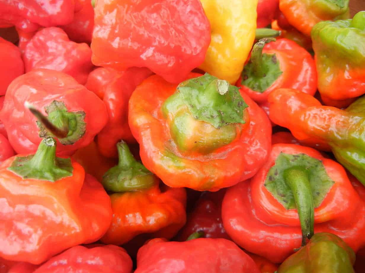 a bunch of small red rocotillo peppers