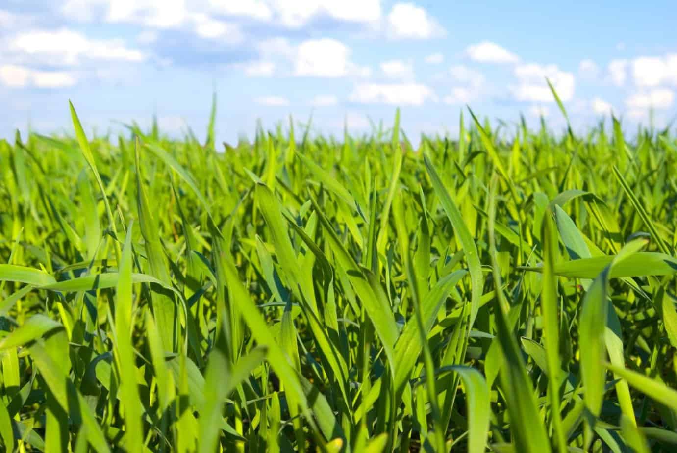 Does cayenne pepper kill grass? The Spicy Exchange