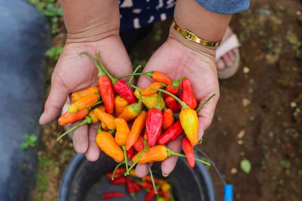 hands holding a bunch of red, orange, and yellow datil peppers