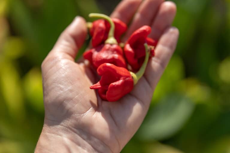 a hand holding several red chili peppers