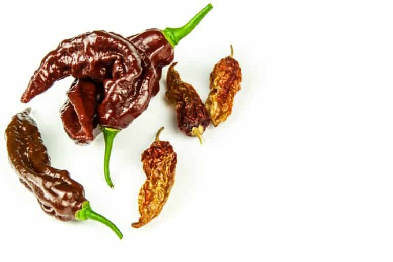 chocolate ghost peppers fresh and dried on white background