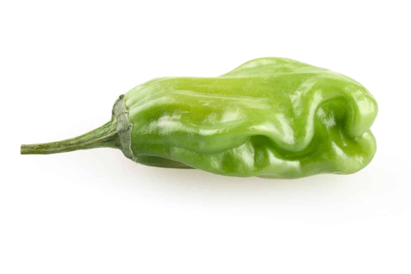 Shishito Peppers Complete Guide + Easy Recipe Spicy Exchange