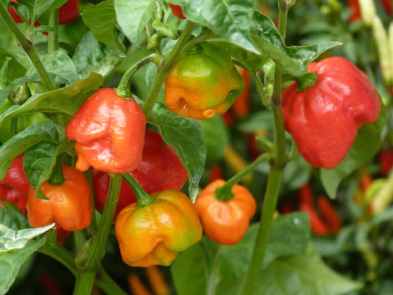 A closeup shot of Trinidad Scorpion Butch T peppers growing on a bush