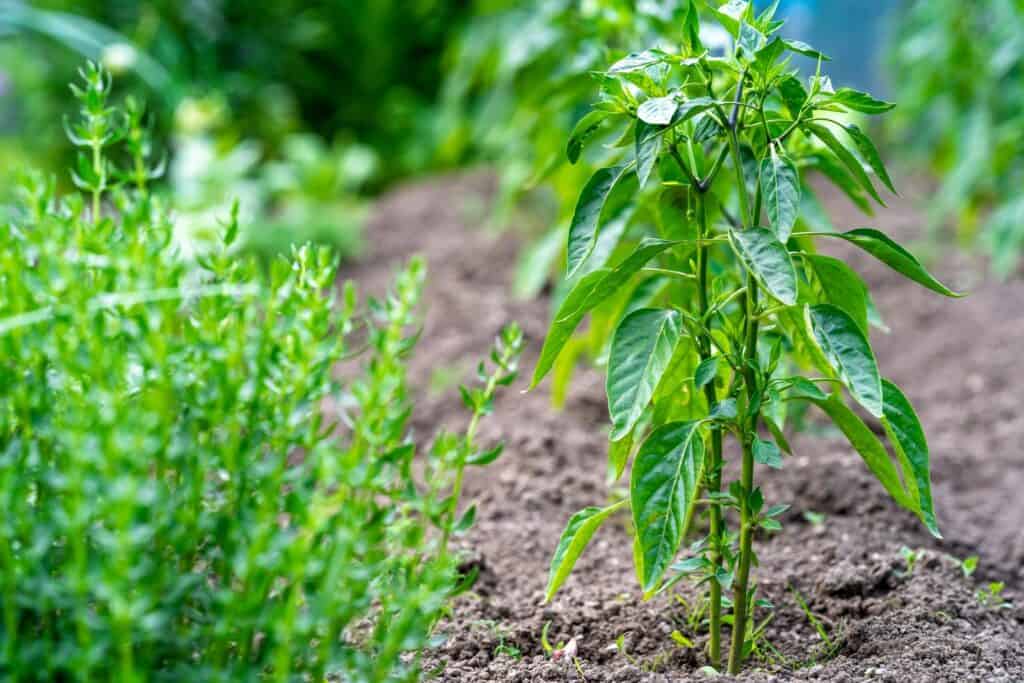 How to store peppers (Should peppers be refrigerated?) Spicy Exchange