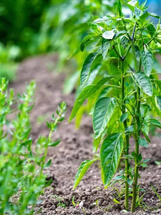What to plant with peppers: 2023 best companion plants