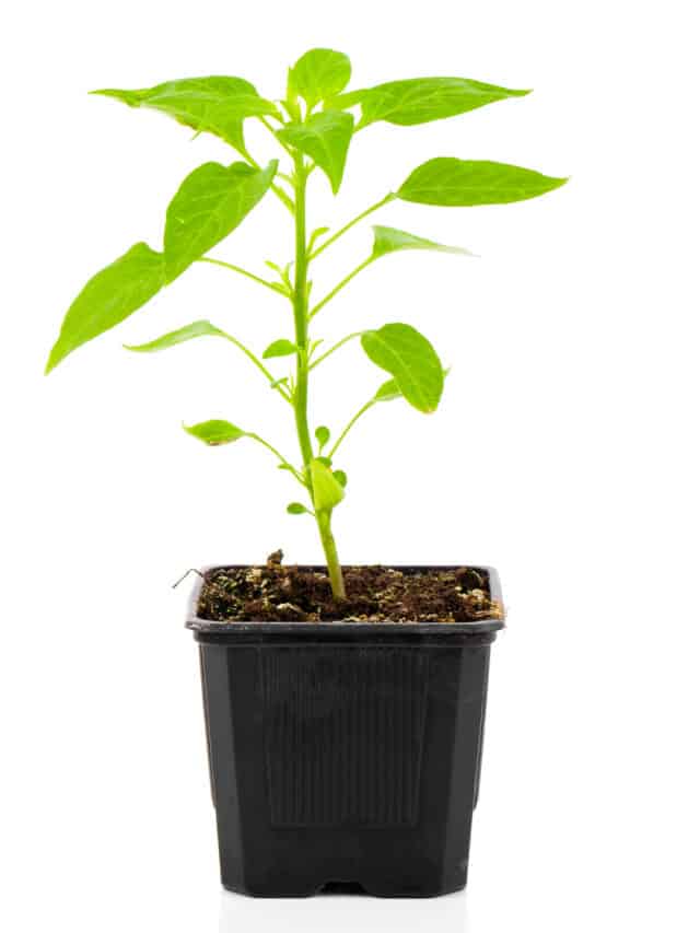 What to do if your pepper plants aren’t growing