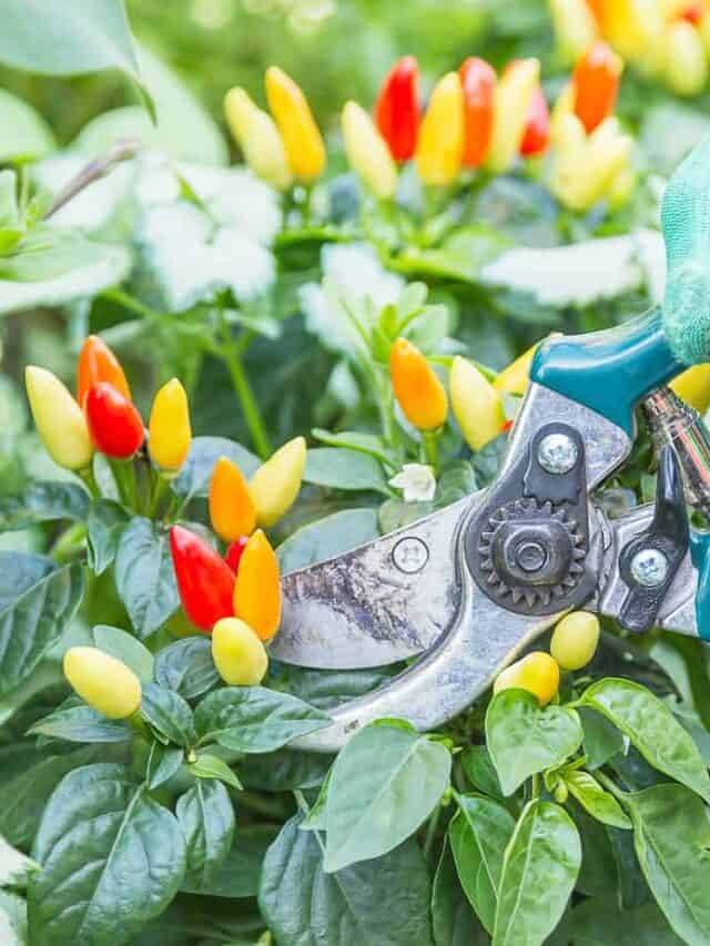 Does pruning pepper plants increase yield? (2023 guide)