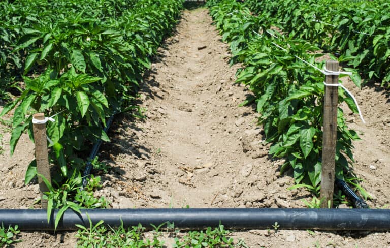 rows of pepper plants on a farm