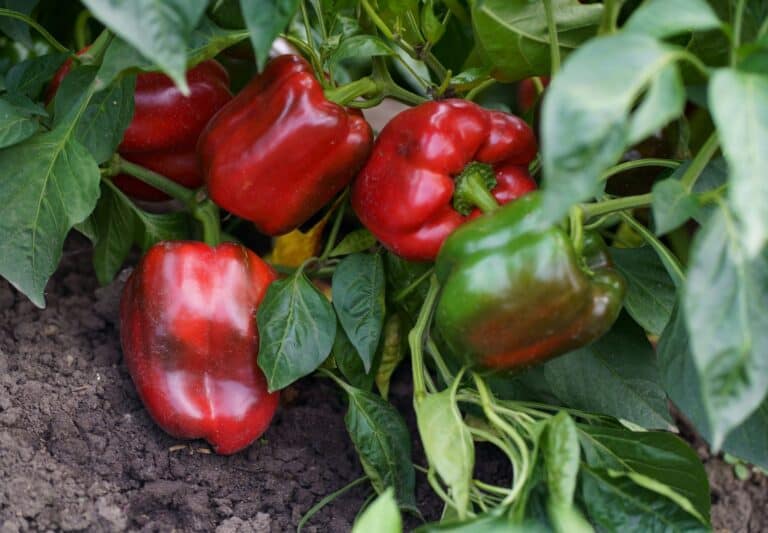 pepper plant growing many big bright red bell peppers