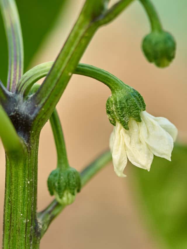 Pepper blossom drop What to do when flowers fall off Spicy Exchange