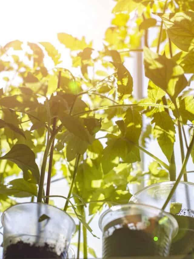 How much sun do peppers need? (Too much can hurt them!) The Spicy