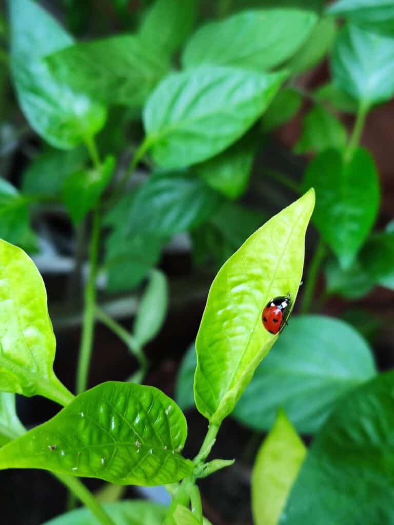 ladybug on a pepper plant