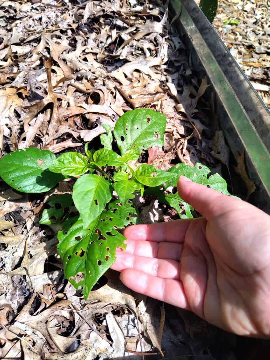 What’s eating my pepper plants at night? 8 possible offenders Spicy