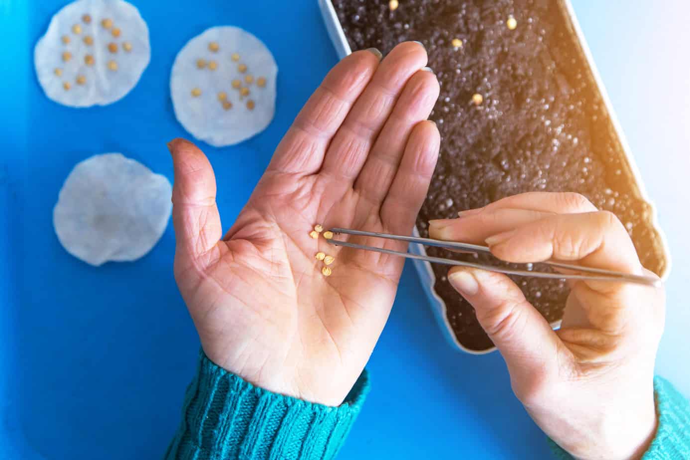 hand with seeds.