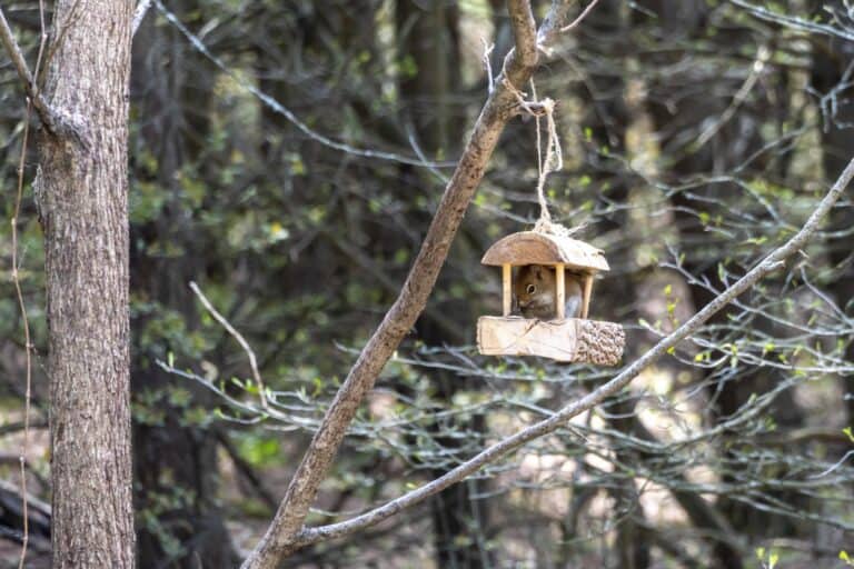 a squirrel at a bird feeder with a wooded background