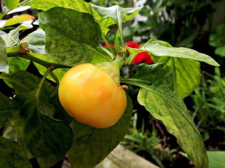 yellow alma paprika pepper.