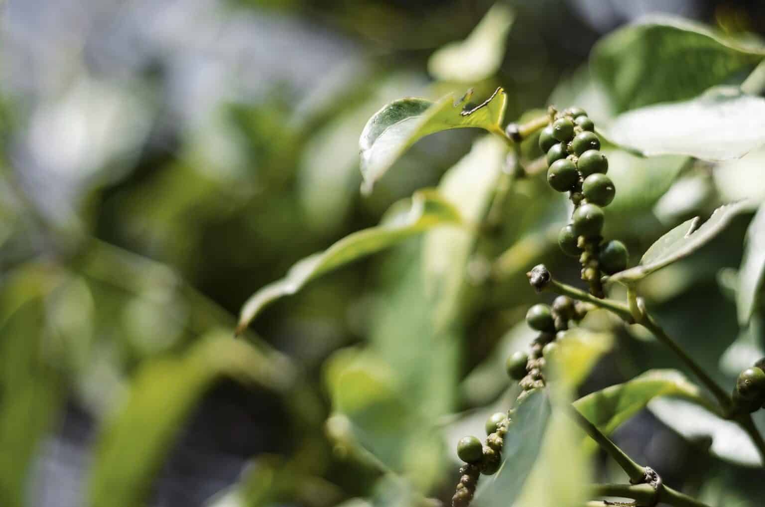 8-dwarf-pepper-plants-perfect-for-container-gardens-spicy-exchange
