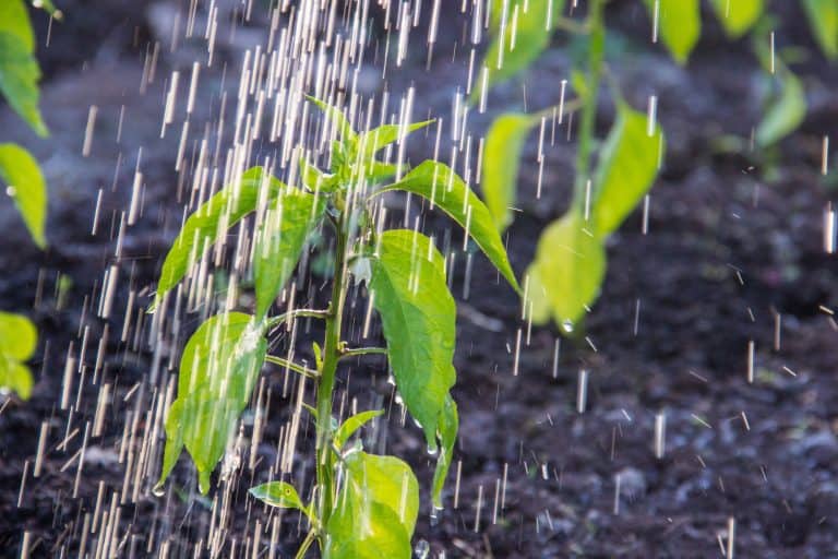 young pepper plant being watered.