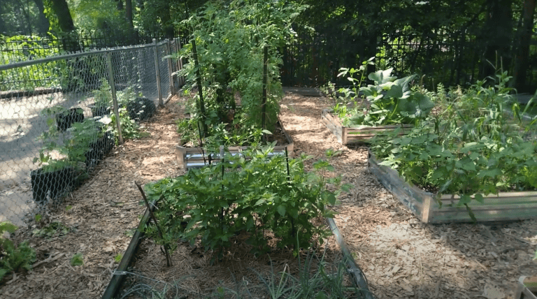 shady garden with pepper plants.