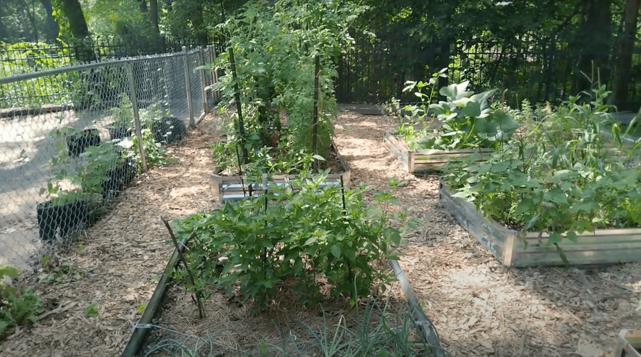 shady garden with pepper plants.